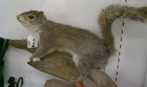 Stuffed Squirrel on display (& for sale!) at Hoke·E·Geez (Bedford, PA)